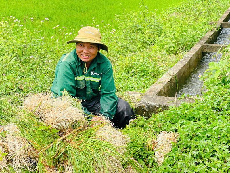 Kiệu sau khi bó sẽ được đem rửa sơ cho sạch phần đất cát còn dính lại. Ảnh: Nguyễn Dương