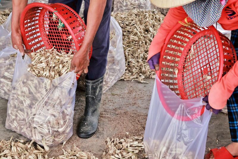 Kiệu sẽ được người dân cắt lá, phân loại theo kích cỡ và lọc bớt đất cát trước khi bán cho thương lái. Ảnh: Diễm Phúc