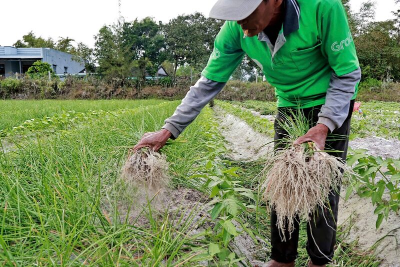 Người dân cho biết, sản lượng bán tại các chợ truyền thống năm nay tương đối ít, phần lớn phụ thuộc vào thương lái. Ảnh: Diễm Phúc