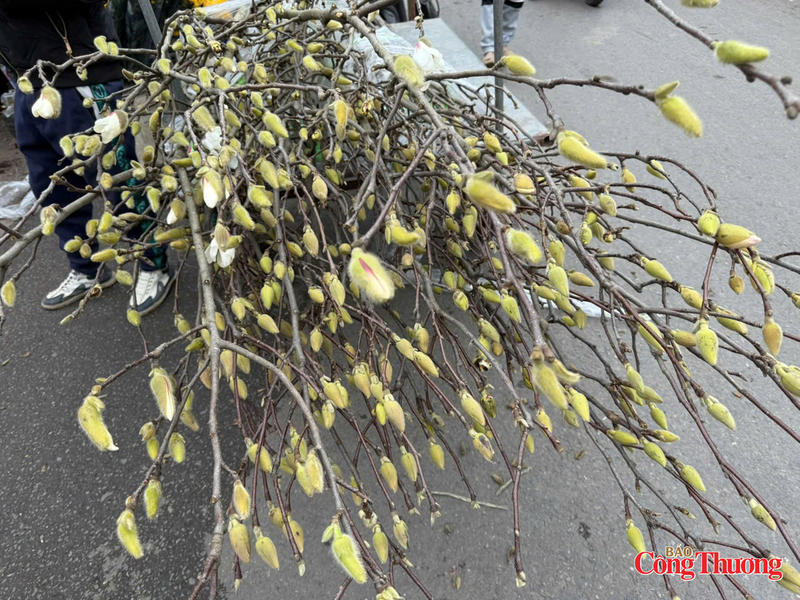 Những bó mộc lan cành răm, chi chít nụ được nhiều khách hàng lựa chọn vì giá cả phù hợp và dễ cắm hơn. Ảnh: Nguyễn Thanh