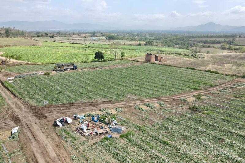 Vùng trồng dưa phía Tây tỉnh Gia Lai.