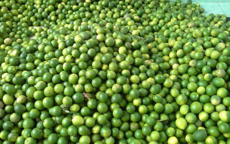 Với mức giá dao động từ 10.000 - 15.000 đồng/kg, mỗi kg chanh nhà vườn đã có lãi. Ảnh minh hoạ