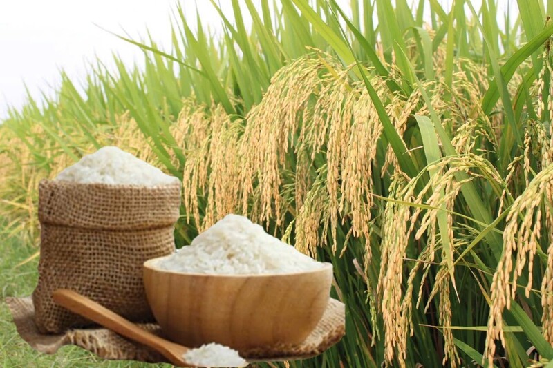 Giá lúa gạo hôm nay ngày 19/4, tuần qua: Gạo xuất khẩu tăng 30 USD/tấn. Ảnh: Thanh Minh.