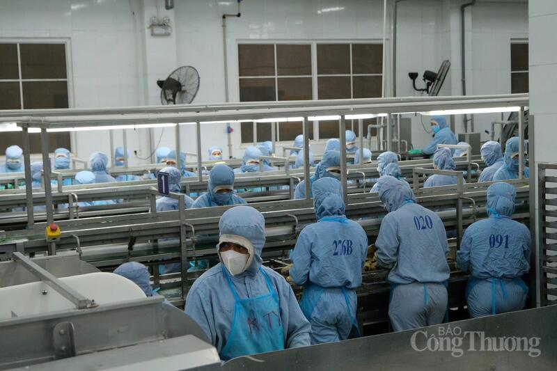 Các công nhân đang chế biến thực phẩm tại một công ty trên địa bàn tỉnh Lâm Đồng. Ảnh: Lê Sơn