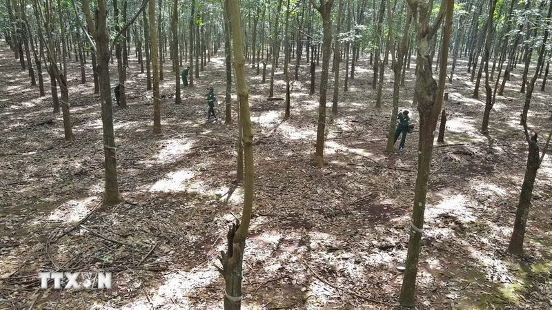 Nông trường cao su Bachiang của Công ty cao su Việt Lào tại tỉnh Attapeu. Ảnh: Đỗ Bá Thành/TTXVN