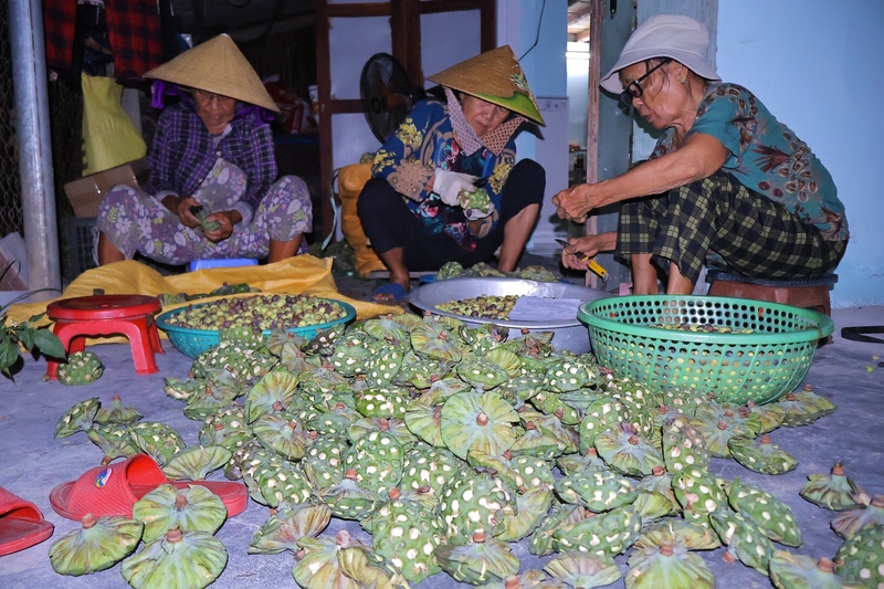 Không chỉ hạt sen, lá sen, ngó sen và tim sen cũng được thu mua để chế biến thực phẩm. Ảnh: Diễm Phúc