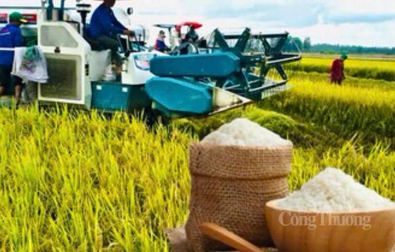Đồng Tháp định hướng phát triển vùng nguyên liệu tập trung, gắn sản xuất với chế biến xuất khẩu.