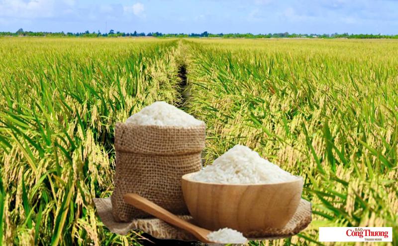 Giá lúa gạo hôm nay ngày 12/7/2026, tuần qua: Lúa, gạo xuất khẩu biến động.