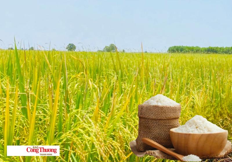 Giá lúa gạo hôm nay ngày 18/7/2026: Lúa tươi biến động trái triều.