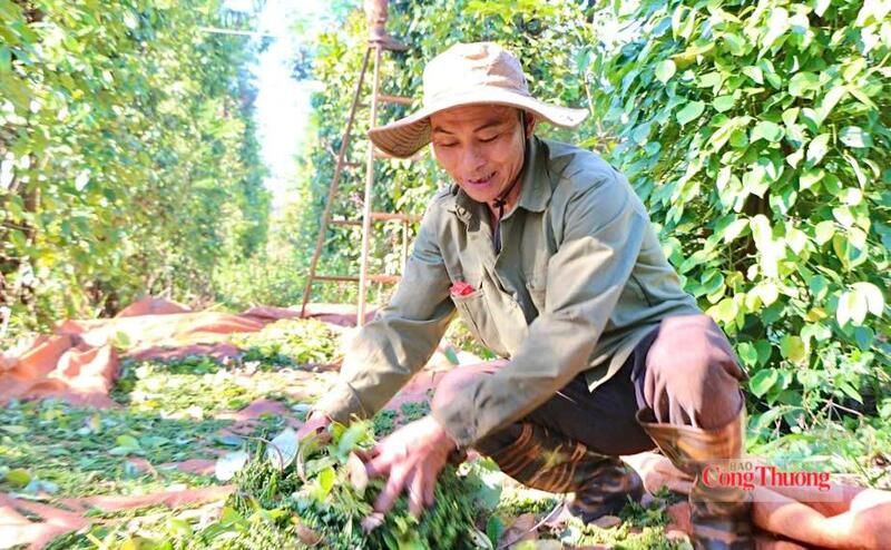 Thu hoạch hồ tiêu tại Lâm Đồng. Ảnh: Hiền Mai