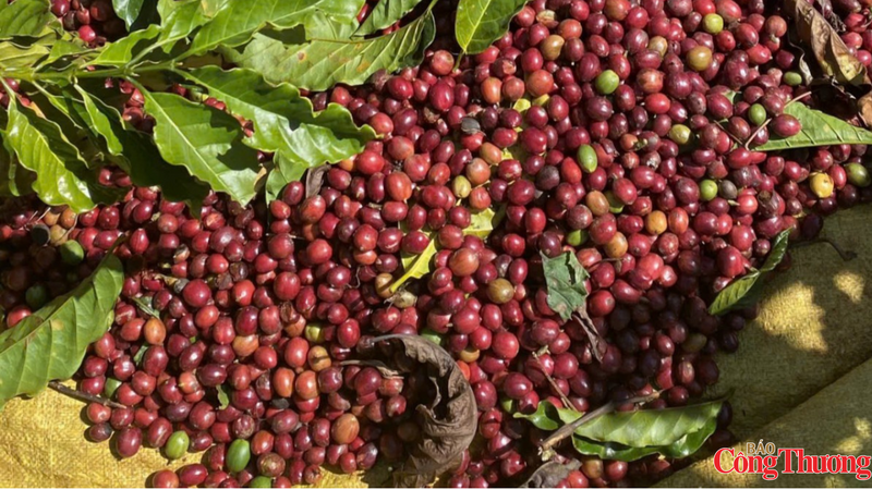 Giá cà phê giảm mạnh dù tồn kho Arabica xuống mức thấp nhất hơn 2 năm