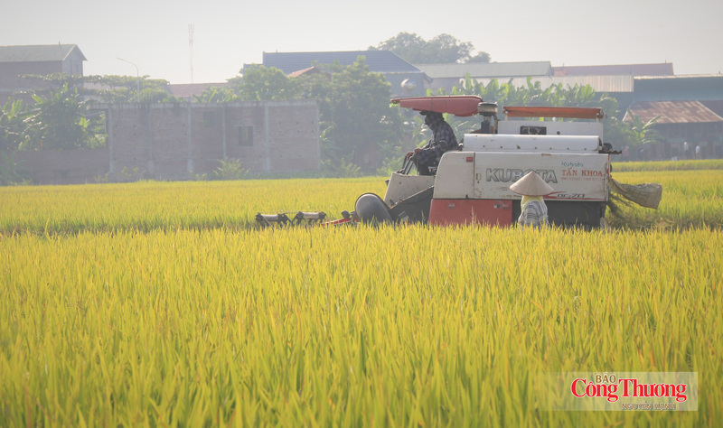 Nguồn cung lúa gạo trong nước năm 2026 tiếp tục ổn định với sản lượng ước khoảng 43 - 44 triệu tấn lúa, bảo đảm nhu cầu tiêu dùng, dự trữ và xuất khẩu.