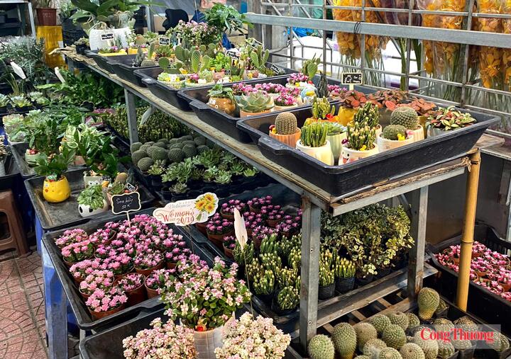 Sen đá được bán với đa dạng mẫu mã.